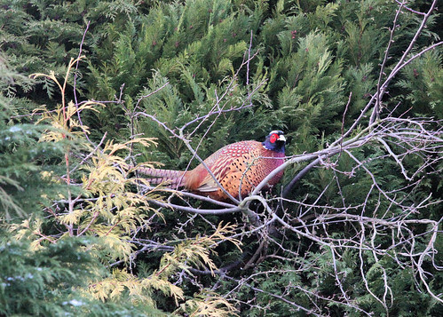 Pheasant in a Tree