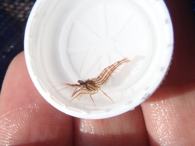 和歌山磯採集14年9月上旬 アカシマモエビさんなどの採集 海水魚が好き 楽天ブログ