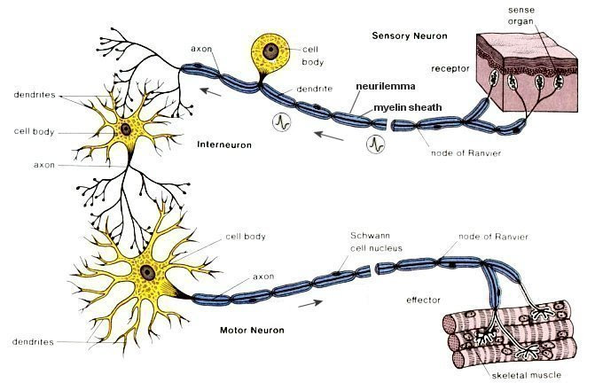 Nerve