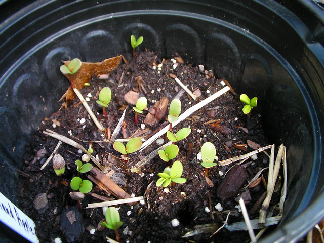 Apple tree seedlings | Flickr - Photo Sharing!