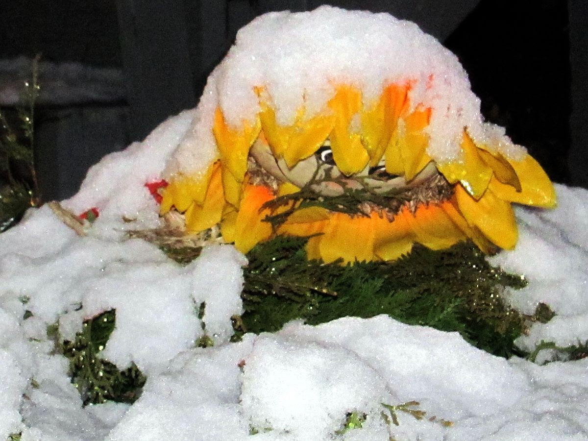 Snowy sunflower doll
