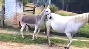 Horse Mating Donkey - Donkeys Breeding - Animals Mating Compilation