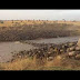 Wildebeest Migration Tours