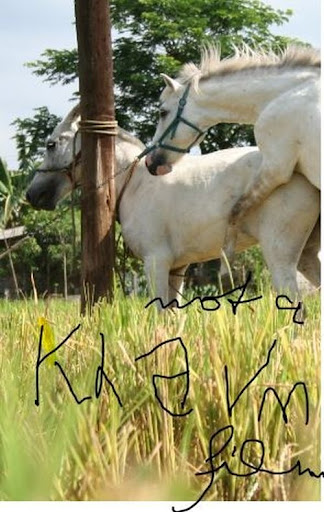 Kép