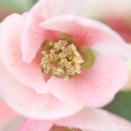 ボケ 木瓜 の写真と花言葉 ボケの名前の由来 みみみんブログ