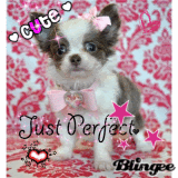 My Chihuahuagirl
