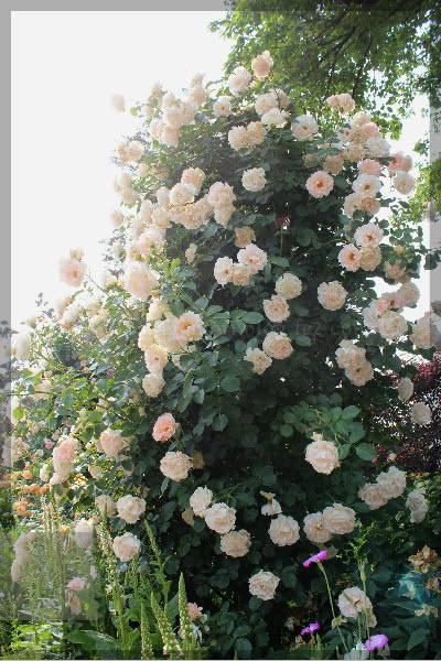 薔薇の森 同じような仕立てでも こんなに違うバラたち ザ トレジャーガーデン