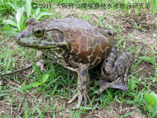 ウシガエル 外来種 両生類 カエル イモリ 図鑑 図鑑 大阪府立環境農林水産総合研究所