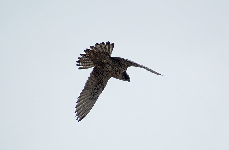 File:Gyrfalcon (falco rusticolus) in flight.jpg