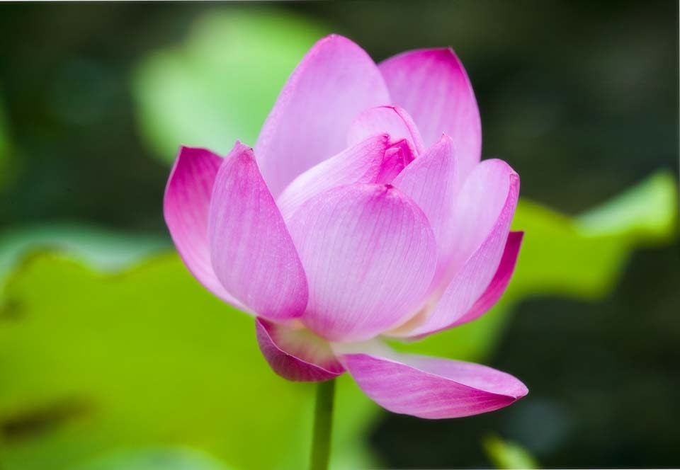 ゆんフリー写真素材集 No 3160 ハスの花 日本 静岡