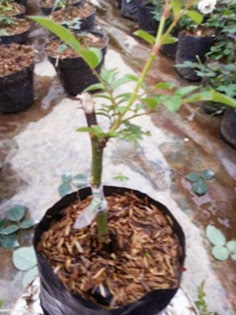 Cara Perbanyakan Bunga MAWAR dengan Okulasi MATA BERKAYU