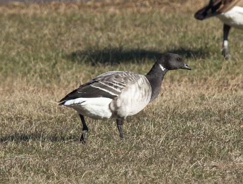 Brant at Park Point