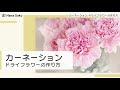 [最も共有された！ √] カーネーション ドライフラワー 作り方 910629