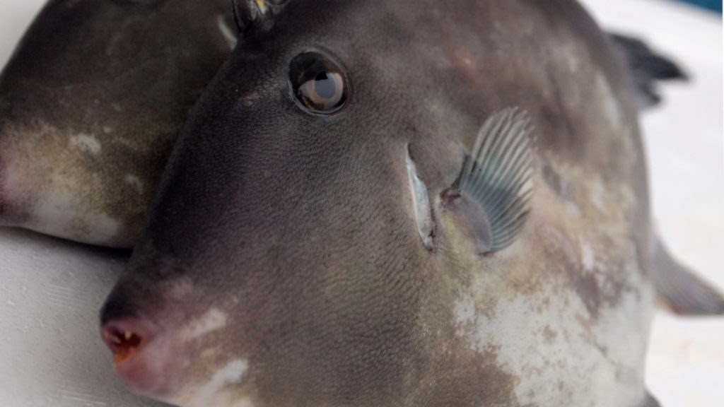 ウマヅラハギは旨い カワハギとの違い 食べ方を魚屋が解説