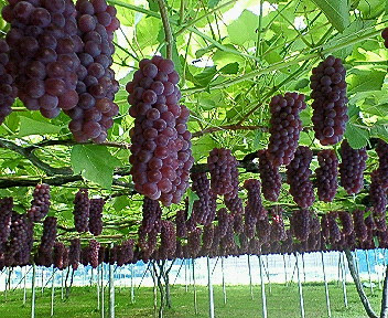 ぶどう 梨 新潟白根 滝沢農園 橋本果樹園