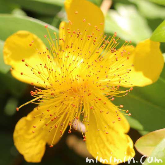 ヒペリカム カリシナムの花の写真 花言葉 みみみんブログ