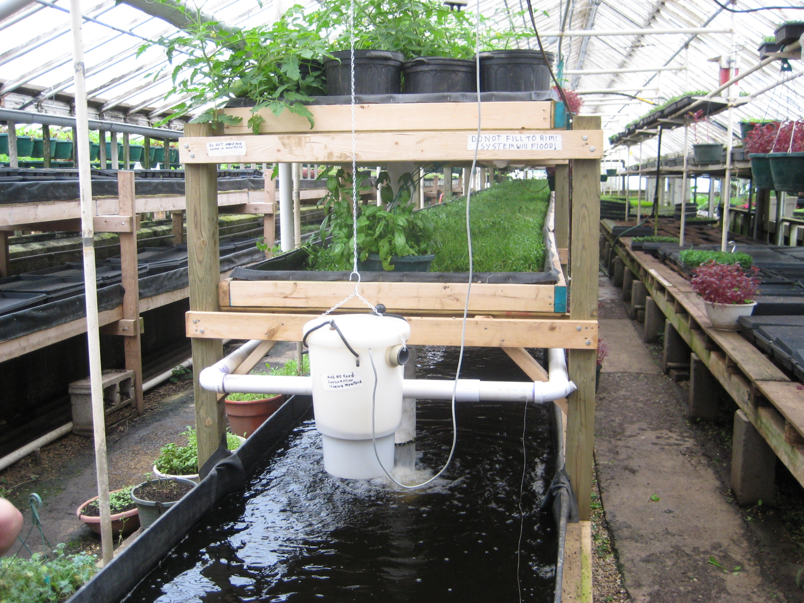 Aquaponics shrimp for sale | DIY Aquaponics