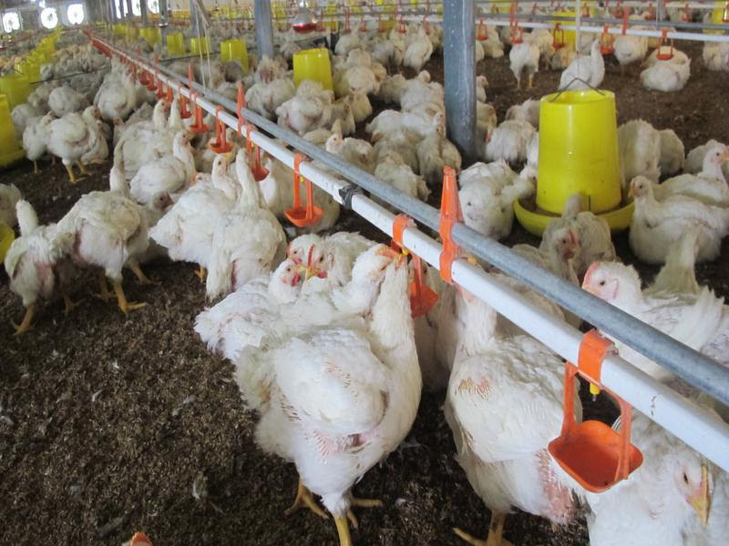 Địa chỉ Vàng cung cấp thiết bị chăn nuôi