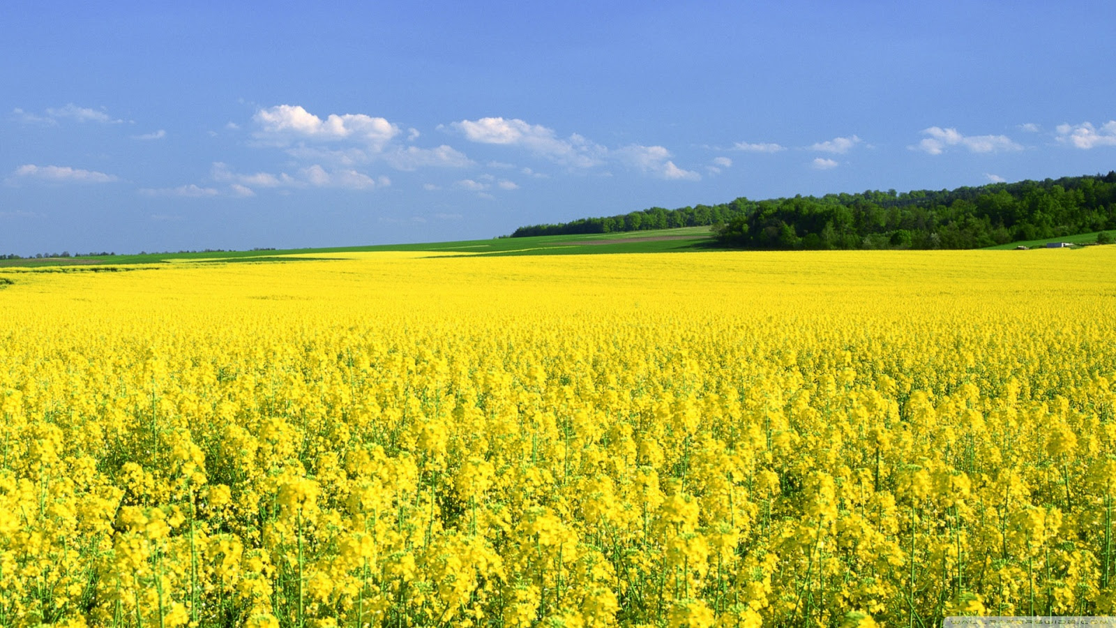 Mustard Flower Field ❤ 4K HD Desktop Wallpaper for 4K Ultra HD TV
