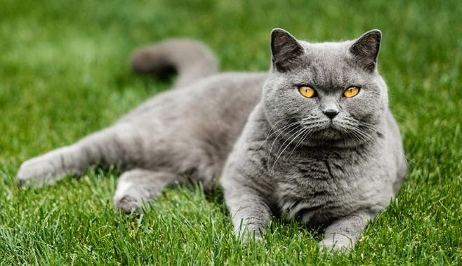 UK jual makanan kucing halal pertama di dunia - Utusan Digital