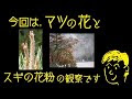 √ダウンロード 松 花粉 空気袋 304452