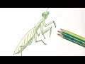 [新しいコレクション] カマキリ イラスト かわいい 228001-カマキリ イラスト かわいい