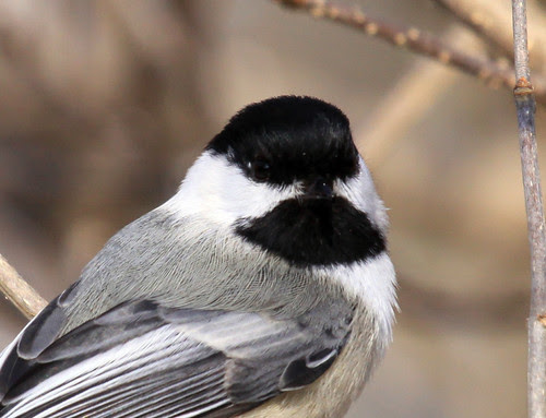 Black-capped Chickadee