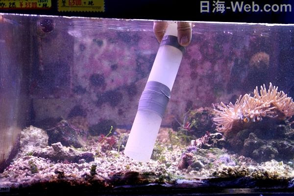 水槽の年末のお掃除とは 底砂のお手入れ 海水魚のパイオニア 日海センター 日海フィッシュコム