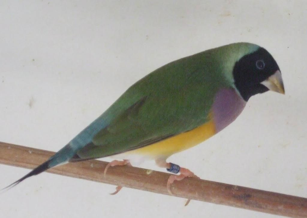 Diamante de Gould