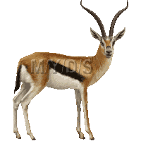 トムソン ガゼルのイラスト 条件付フリー素材集