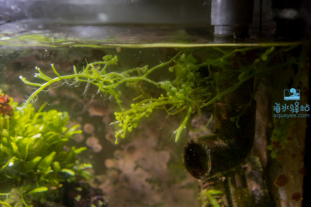 海水界的ada缸 一看就知道玩草缸过来的 养草不养珊瑚 海水驿站