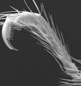 These are the remarkable, raptor-like claws of <i>Trogloraptor</i>.