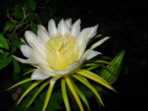 Dama da Noite - Hylocereus undatus