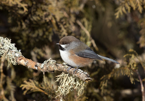 Boreal Chickadee