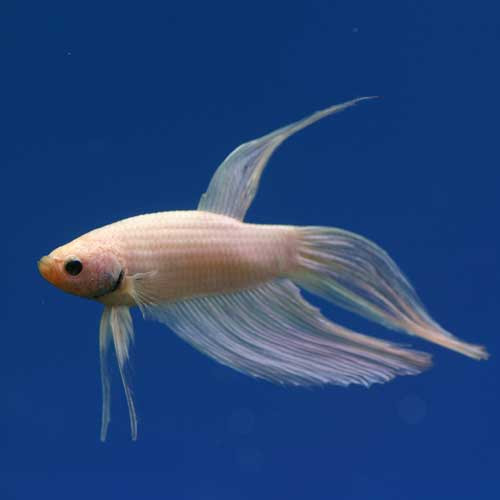 熱帯魚のご紹介 熱帯魚ショップトロピランド