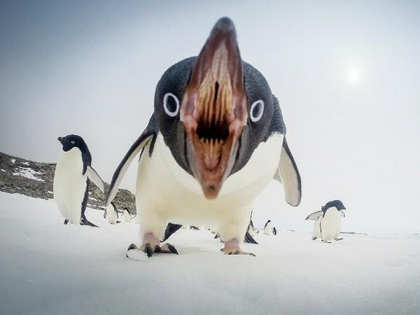 ハイハイ アザラシ可愛いですねー ペンギンへのボケ ボケて Bokete