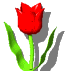 Flor