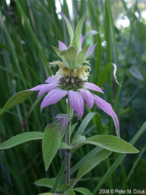 Thanks to advances in plant breeding, new outdoor plants are hitting home outdoors garden plus: Monarda punctata (Spotted Horsemint): Minnesota Wildflowers