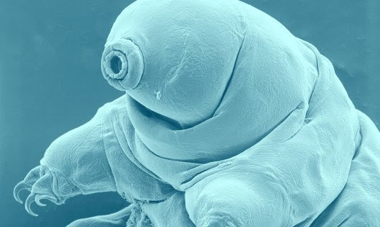 water bears, tardigrades, microscopic water creature, microscopic animal, new types of glass, glass research, university of chicago, juan de pablo