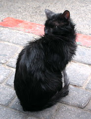 wet cat