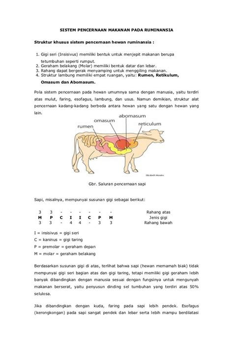 sistem pencernaan makanan  hewan ruminansia