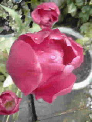 another tulip!