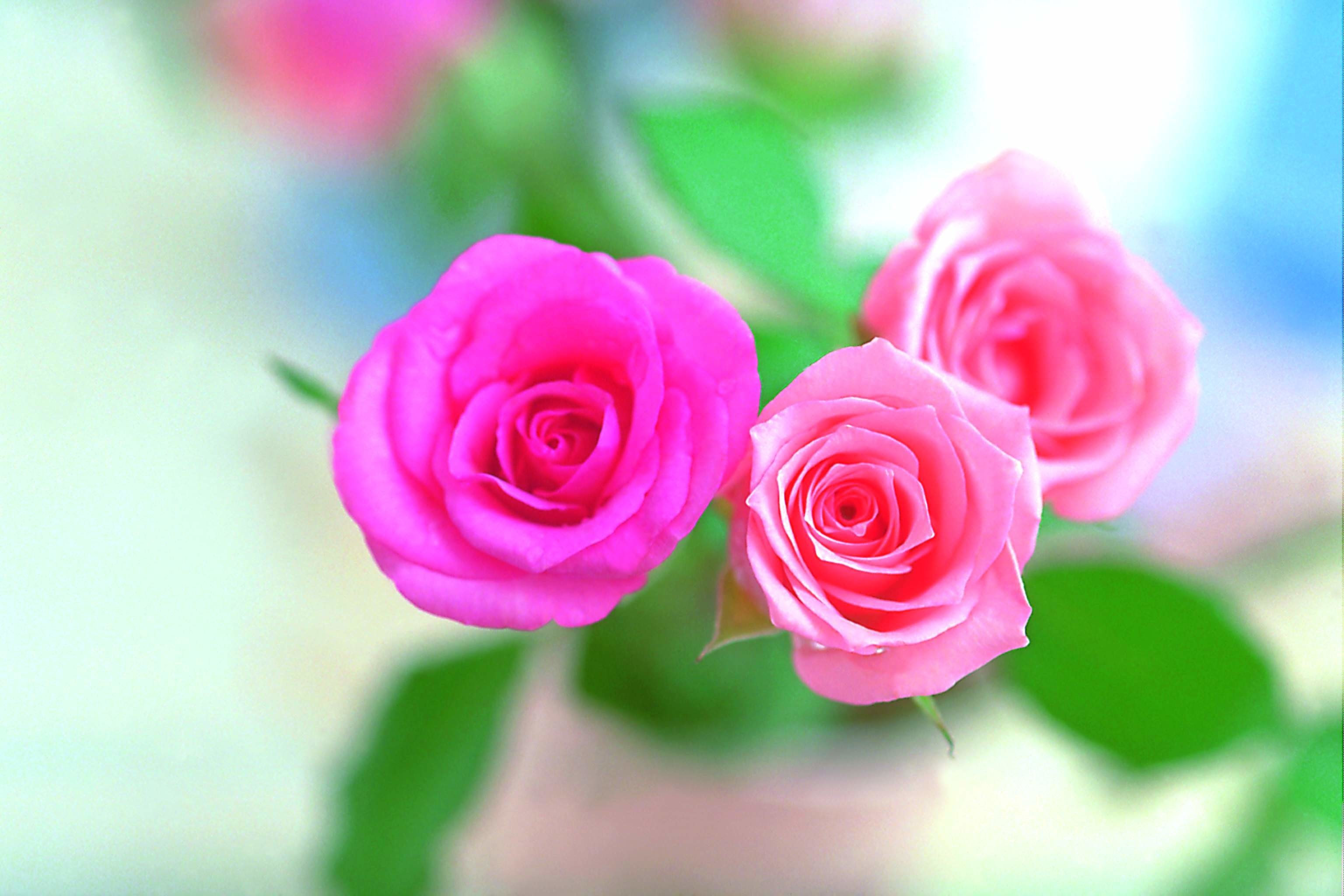 Pink Rose Flower Wallpaper 52 Images