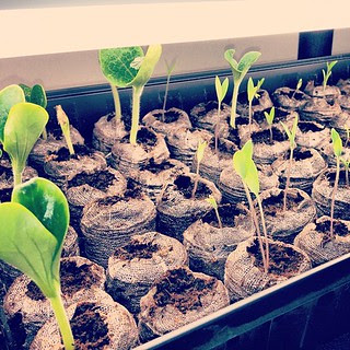 Starting to grow