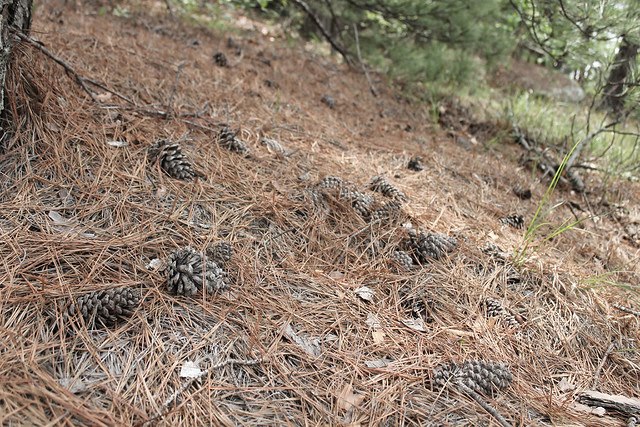 Pine cones on stone Mountain