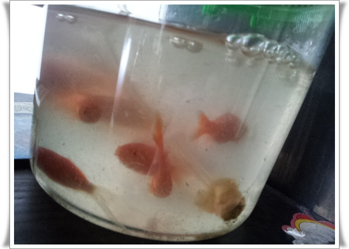 お祭りの金魚を激安でおしゃれにレイアウトして飼育したい