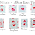 Onion Root Tip Mitosis