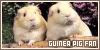 Little Hams Guinea Pig Fanlisting