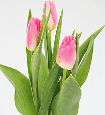 型で選ぶ チューリップの品種紹介 新潟フラワーハート 新潟県新潟市