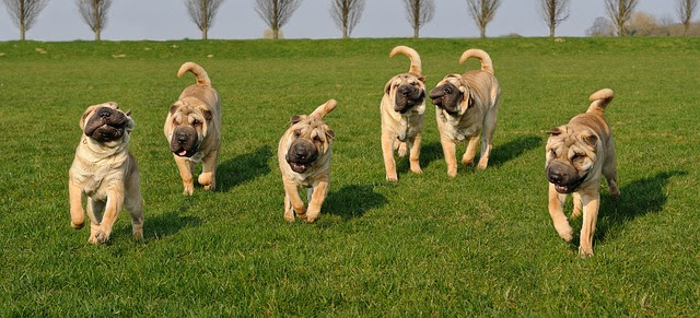 シャーペイはどんな犬 特徴 性格 価格は